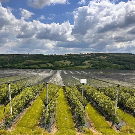 Aleksandar Θέρετρο Orasac