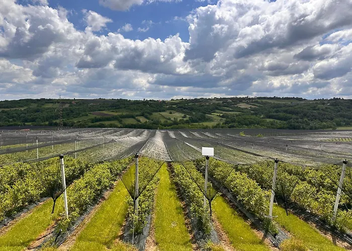 Aleksandar Station touristique Orasac
